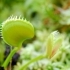 Dionaea muscipula 'Sawtooth' -- Venusfliegenfalle 